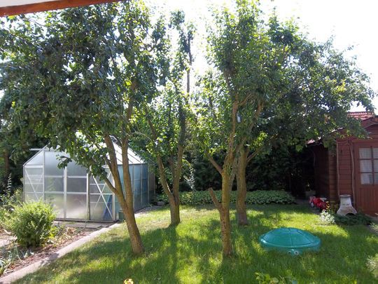 Garten mit Gewächshaus