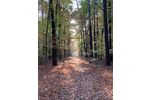 Provisionsfrei* Wir haben mehrere Reihenhäuser in der Waldsiedlung Hakenfelde, modernisiert, einziehen und sich wohl fühlen - Reihenmittelhaus Berlin Spandau | Angebot:24936071