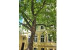 Provisionsfrei* Von Privat - Traumhafte Altbauwohnung 4-Zi auf 116m2 Lift im Herzen v. Berlin-Mitte - Etagenwohnung Berlin Mitte | Angebot:27112088